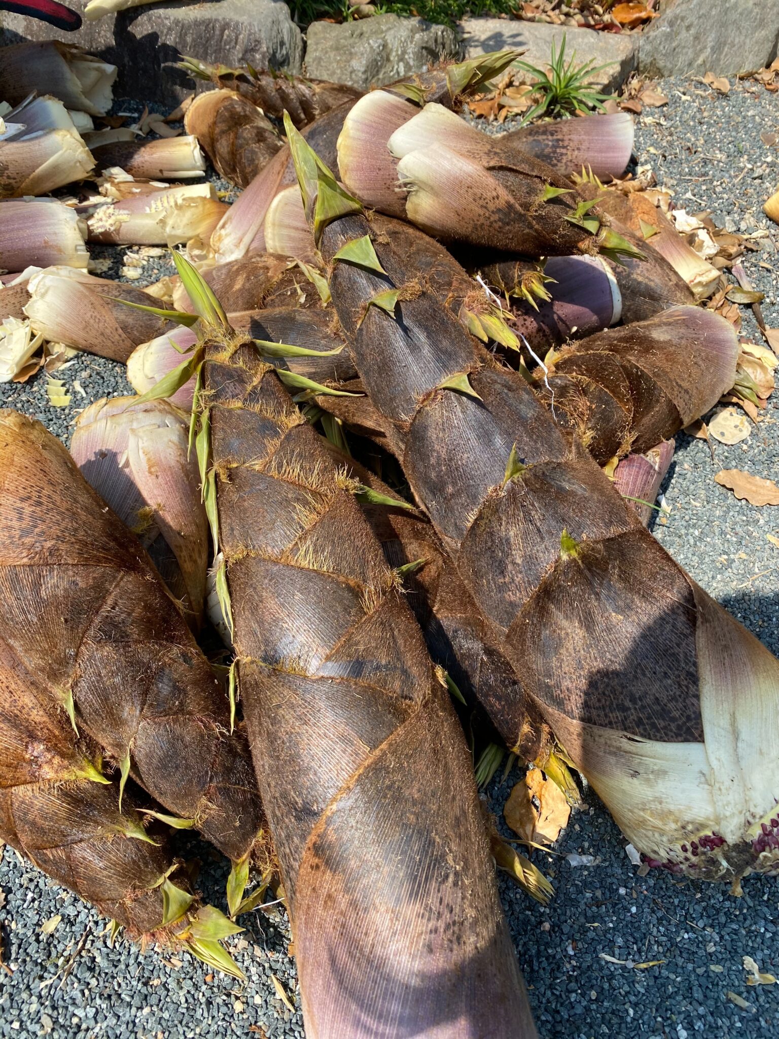 筍 日蓮宗 法華山 妙覚寺
